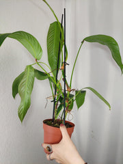 Philodendron Heterocraspedon
