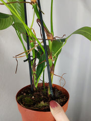 Philodendron Heterocraspedon
