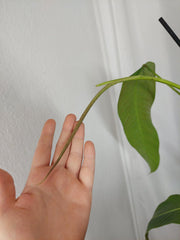 Philodendron Heterocraspedon