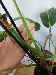 Philodendron Heterocraspedon