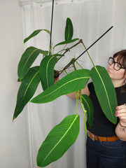 Philodendron Heterocraspedon