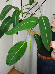 Philodendron Heterocraspedon