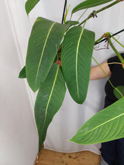 Philodendron Heterocraspedon