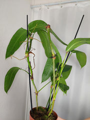 Philodendron Heterocraspedon