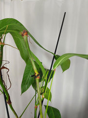 Philodendron Heterocraspedon