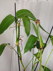 Philodendron Heterocraspedon