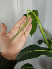 Philodendron Heterocraspedon