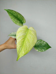 Monstera Mint
