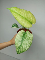 Monstera Mint
