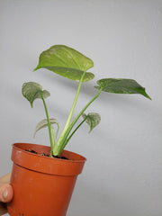 Monstera Mint