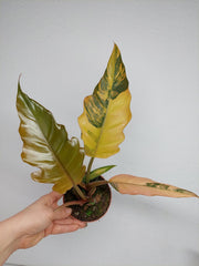 Philodendron Caramel Marble Variegata