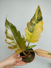 Philodendron Caramel Marble Variegata