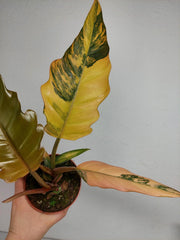 Philodendron Caramel Marble Variegata