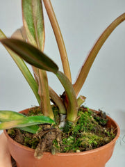 Philodendron Caramel Marble Variegata