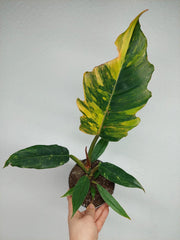 Philodendron Caramel Marble Variegata