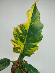 Philodendron Caramel Marble Variegata