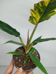 Philodendron Caramel Marble Variegata