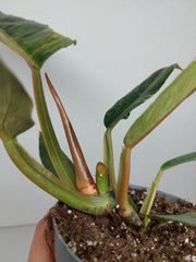 Philodendron Caramel Marble Variegata