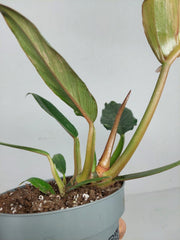 Philodendron Caramel Marble Variegata