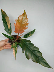 Philodendron Caramel Marble Variegata