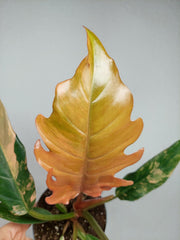 Philodendron Caramel Marble Variegata