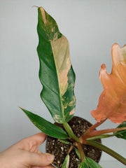 Philodendron Caramel Marble Variegata