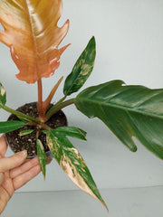 Philodendron Caramel Marble Variegata