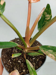 Philodendron Caramel Marble Variegata
