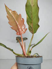 Philodendron Caramel Marble Variegata