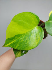 Monstera Aurea Yellow Marilyn
