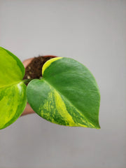 Monstera Aurea Yellow Marilyn