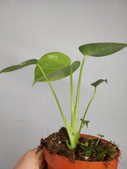 Monstera Aurea Yellow Marilyn