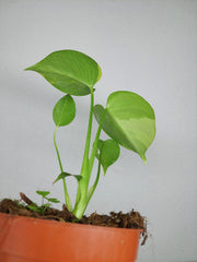 Monstera Aurea Yellow Marilyn