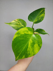 Monstera Aurea Yellow Marilyn