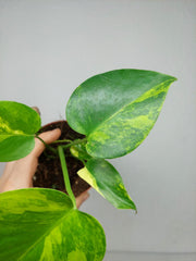 Monstera Aurea Yellow Marilyn