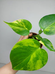 Monstera Aurea Yellow Marilyn