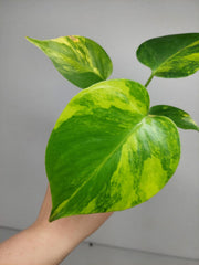 Monstera Aurea Yellow Marilyn