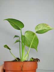 Monstera Aurea Yellow Marilyn