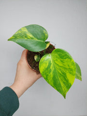 Monstera Aurea Yellow Marilyn