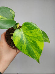 Monstera Aurea Yellow Marilyn