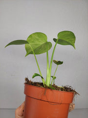 Monstera Aurea Yellow Marilyn