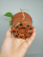 Monstera Aurea Yellow Marilyn
