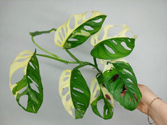 Monstera Adansonii Variegata