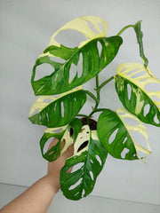 Monstera Adansonii Variegata