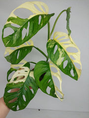 Monstera Adansonii Variegata