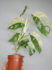 Monstera Adansonii Variegata