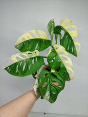 Monstera Adansonii Variegata