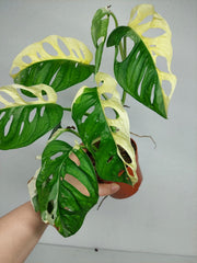 Monstera Adansonii Variegata