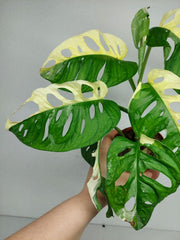 Monstera Adansonii Variegata