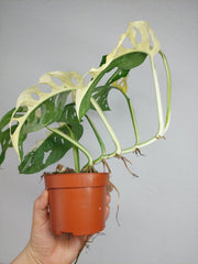 Monstera Adansonii Variegata